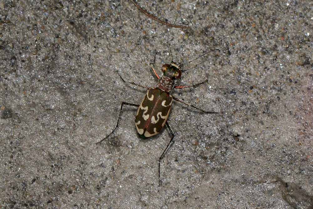 Cylindera arenaria!!!